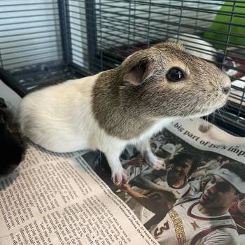 Rescue Guinea Pig Guinea Pigs for Adoption in West Des Moines, Iowa - Cookie (bonded To Abby) | PetCurious